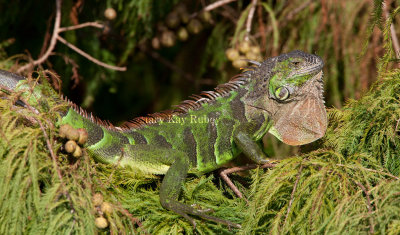 Green Iguana _11R8522.jpg