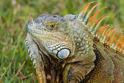 GREEN IGUANA (Iguana iguana)