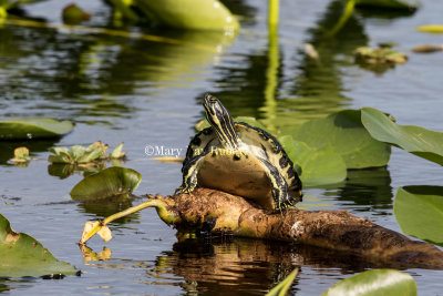 COOTERS, RED-BELLIED, & OTHER TURTLES