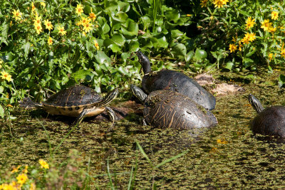 Florida Cooters and Florida Red-bellied Cooter _I9I8258.jpg