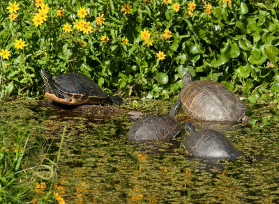 Florida Red-bellied Cooter + Florida Cooters _I9I8260.jpg