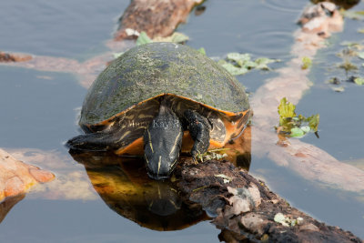 Florida Red-bellied Cooter _11R8750.jpg
