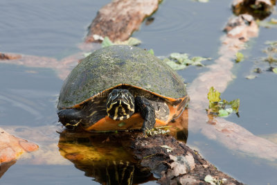 Florida Red-bellied Cooter _11R8753.jpg