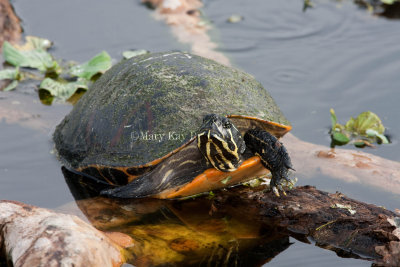 Florida Red-bellied Cooter _11R8762.jpg