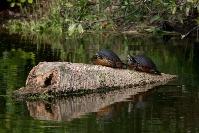 Florida Red-bellied Cooters _11R8728.jpg