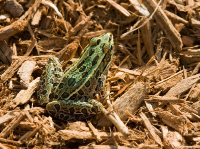 Northern Leopard Frog _11R0541.jpg
