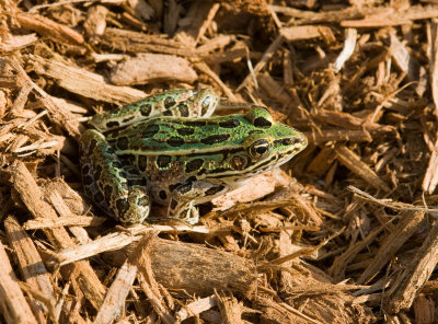 Northern Leopard Frog _11R0544.jpg