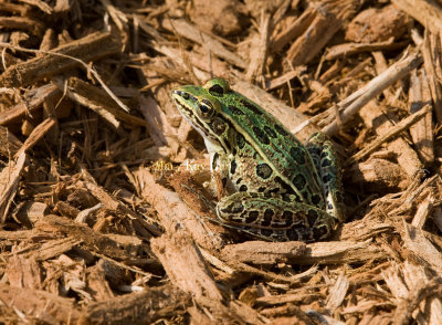 Northern Leopard Frog _11R0546.jpg