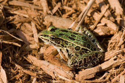Northern Leopard Frog _11R0553.jpg