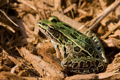 Northern Leopard Frog _11R0561.jpg