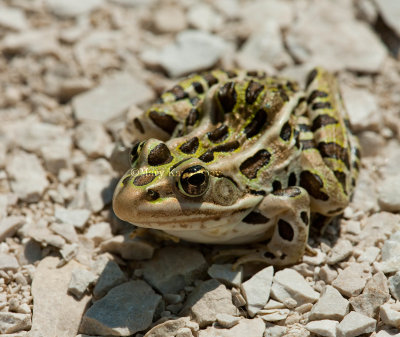 Northern Leopard Frog _11R2598.jpg