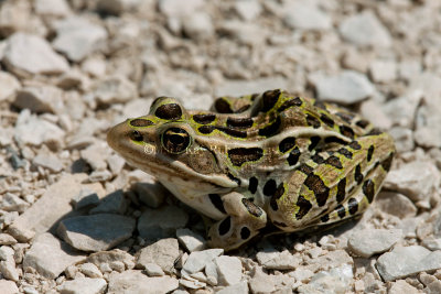 Northern Leopard Frog _11R2600.jpg