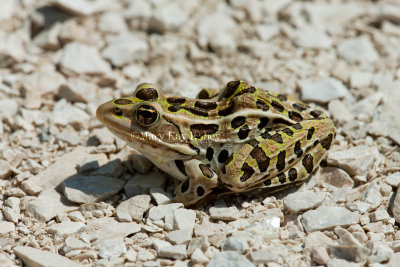 Northern Leopard Frog _11R2603.jpg