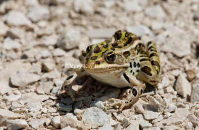 Northern Leopard Frog _11R2605.jpg