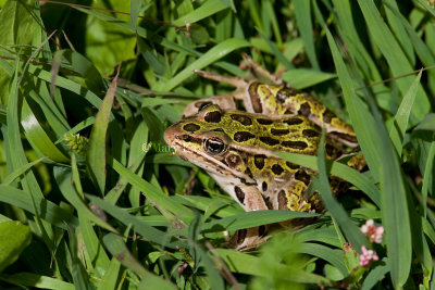 Northern Leopard Frog _11R8972.jpg