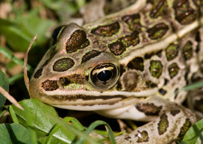 Northern Leopard Frog _11R9745.jpg