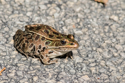 Northern Leopard Frog _2MK3685.jpg