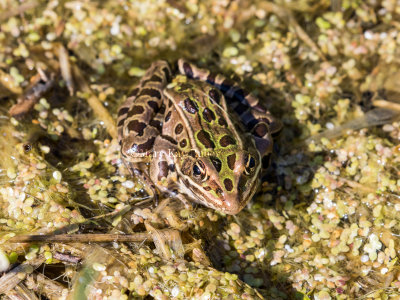 Northern Leopard Frog _2MK6773.jpg