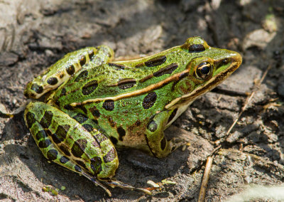 Northern Leopard Frog _7MK3663.jpg