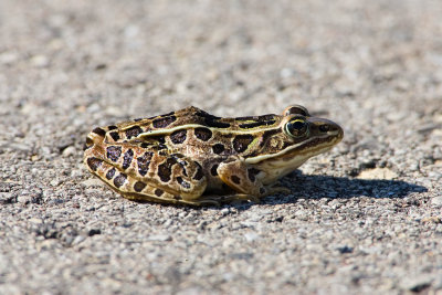 Northern Leopard Frog _H9G2392.jpg