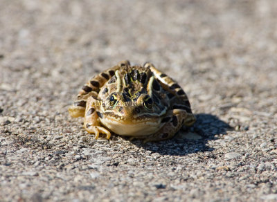Northern Leopard Frog _H9G2410.jpg