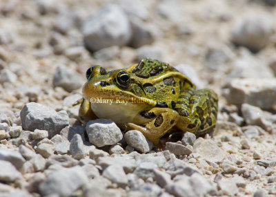 Northern Leopard Frog _H9G2554.jpg