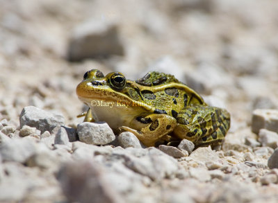 Northern Leopard Frog _H9G2564.jpg