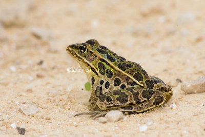 Northern Leopard Frog _H9G6457.jpg