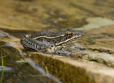 Northern Leopard Frog _H9G7007.jpg