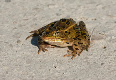 Northern Leopard Frog _I9I0056.jpg