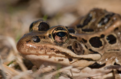 Northern Leopard Frog _I9I0083.jpg