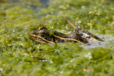 Northern Leopard Frog _I9I5366.jpg