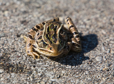 Northern Leopard Frog _MG_0651.jpg