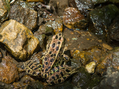 Northern Leopard Frog _MG_1039.jpg