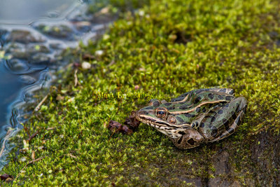 Northern Leopard Frog _MG_1201.jpg