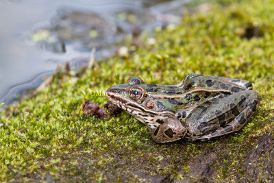 Northern Leopard Frog _MG_1243.jpg