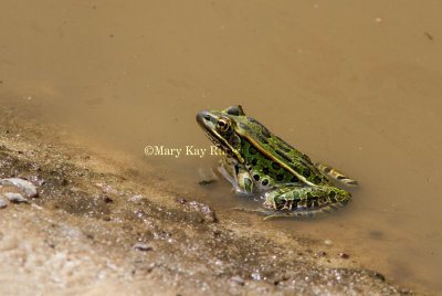 Northern Leopard Frog _MG_1343.jpg