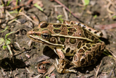 Northern Leopard Frog _MG_2131.jpg