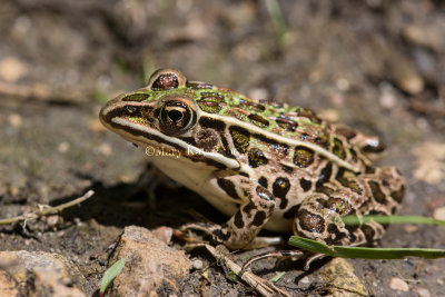 Northern Leopard Frog _MG_2147.jpg
