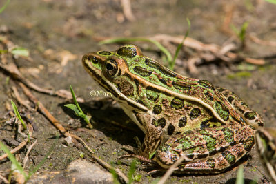 Northern Leopard Frog _MG_2160.jpg