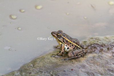 Northern Leopard Frog _MG_2524.jpg