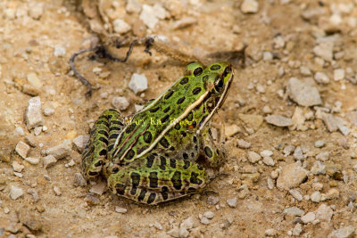 Northern Leopard Frog _MG_2656.jpg