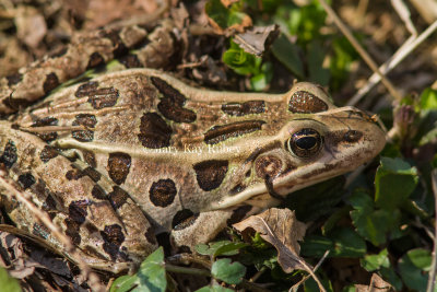 Northern Leopard Frog _MG_5817.jpg