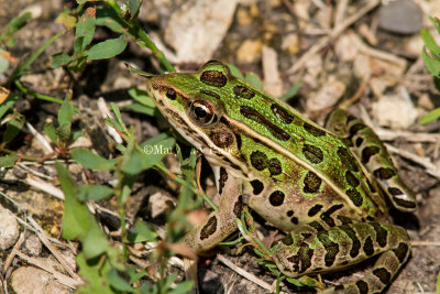 Northern Leopard Frog _MG_6982.jpg