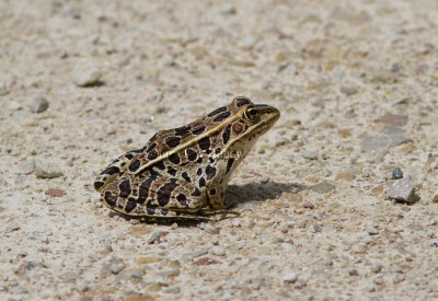 Northern Leopard Frog _MG_9856.jpg