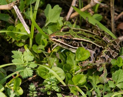 Northern Leopard Frog eating Eastern Forktail _7MK9367.jpg