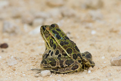 Northern Leopard Frog with blue _H9G6479.jpg
