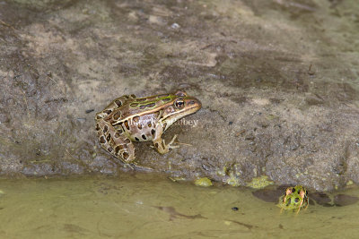 Northern Leopard Frogs _MG_2535.jpg