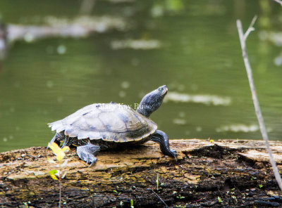NORTHERN MAP TURTLE