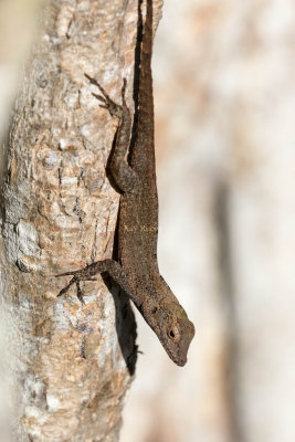 Puerto Rican Crested Anole _MKR3850.jpg